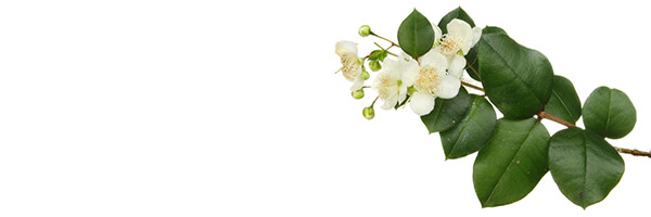 L'huile essentielle de Myrte Rouge